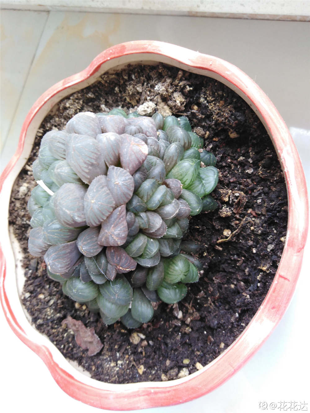 冰灯玉露 冰灯玉露