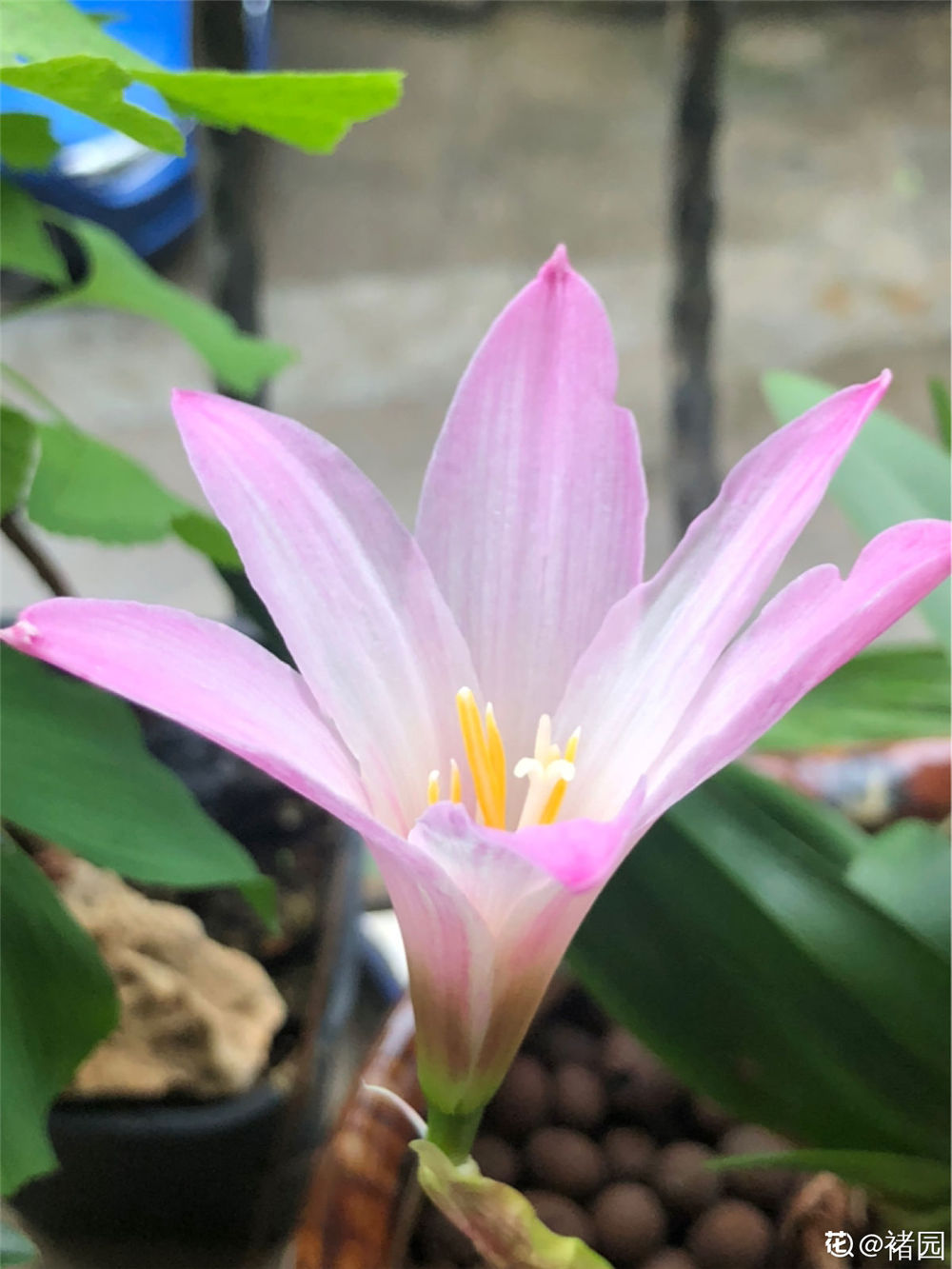 风雨兰 风雨兰