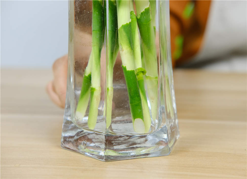 富贵竹 富贵竹