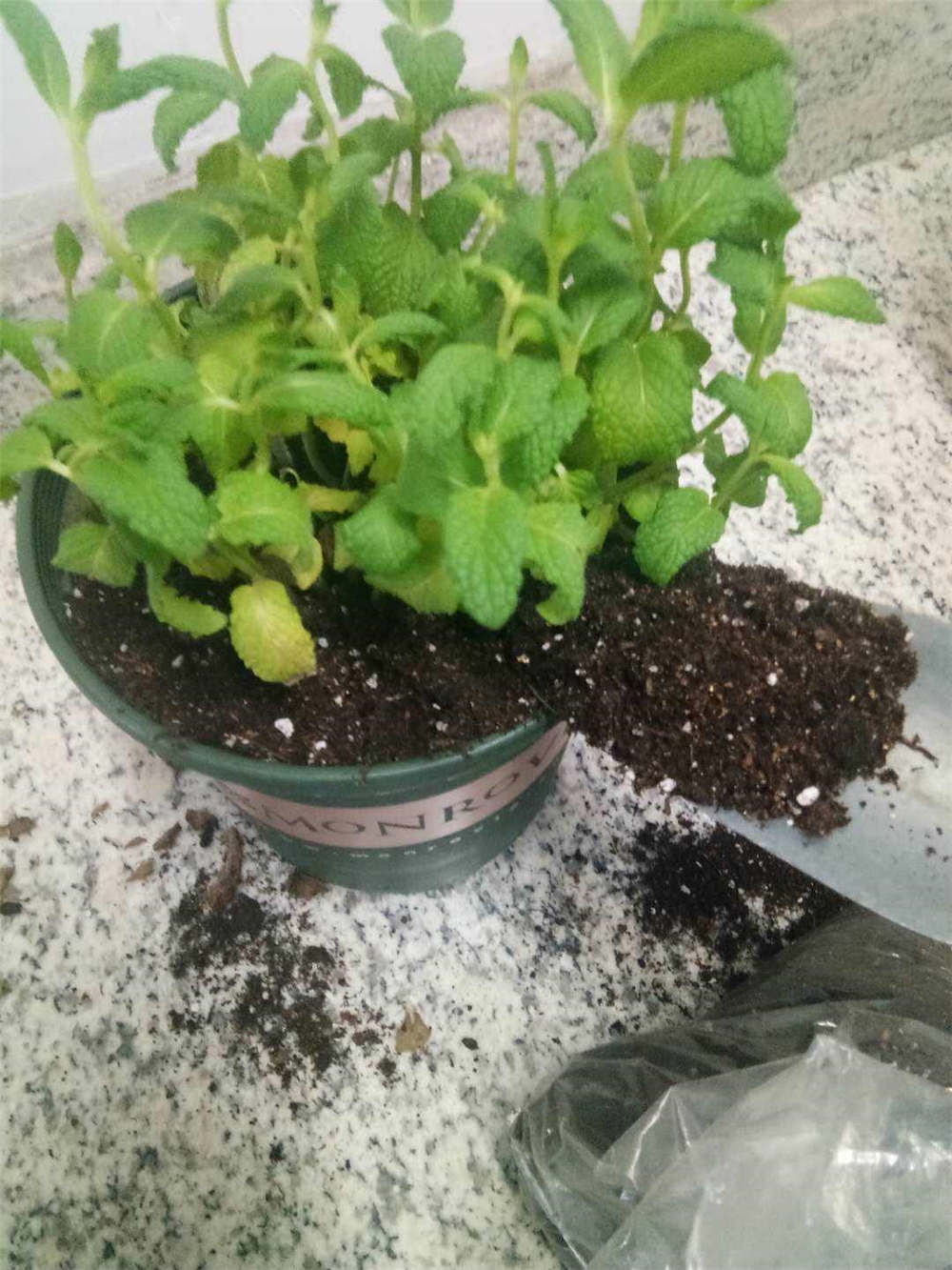 薄荷 薄荷