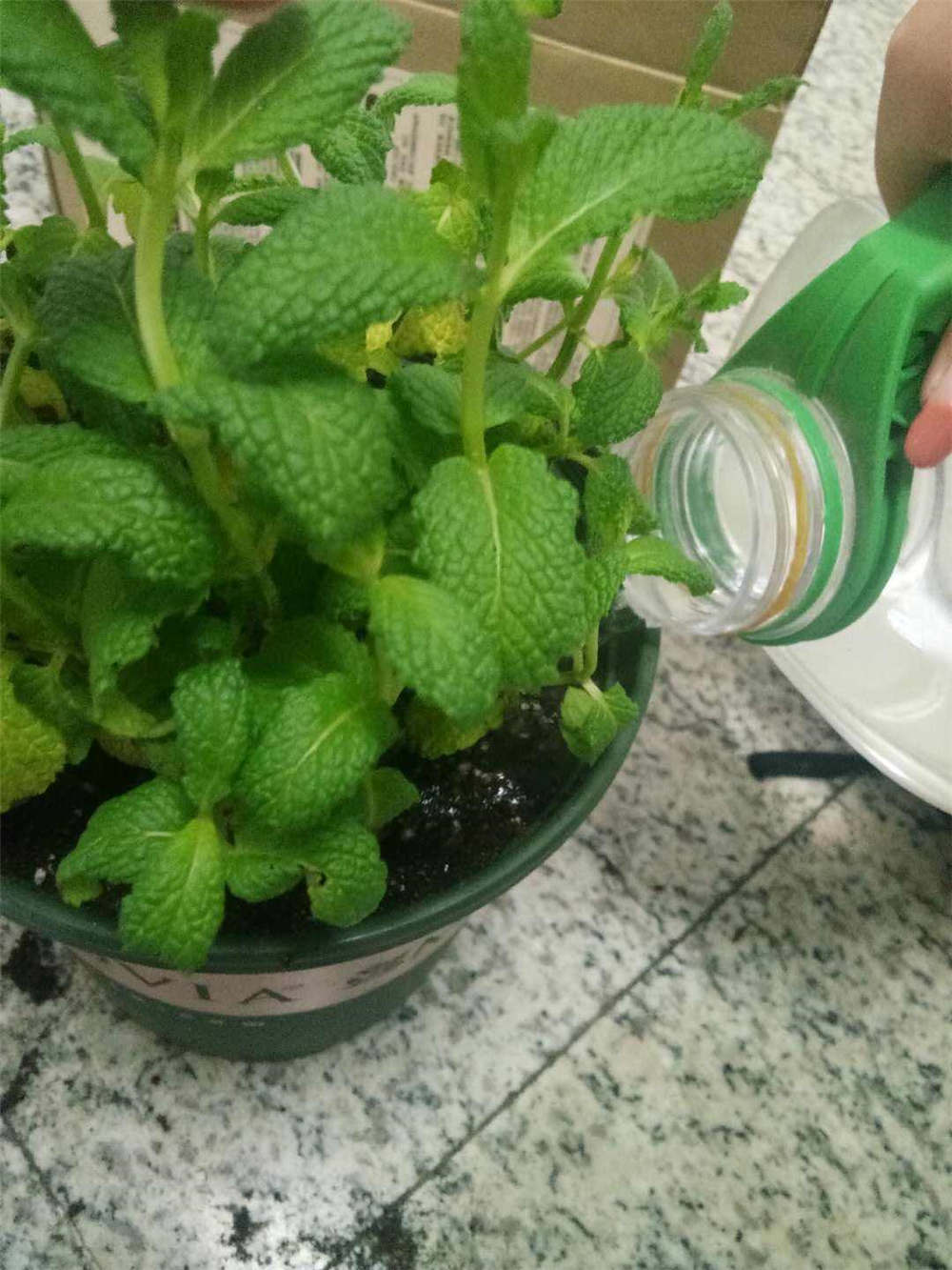 薄荷 薄荷