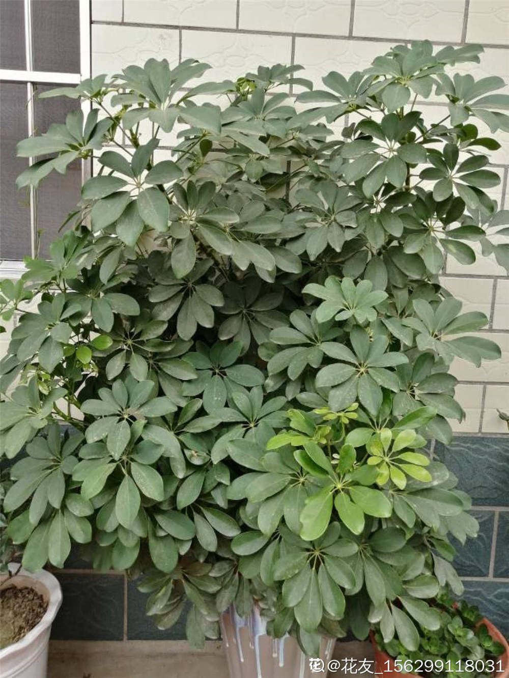 鸭掌木 鸭掌木